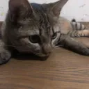 にゃんさば