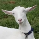 やぎのお友達がいっぱい入るとこ