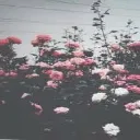 flowers = nice