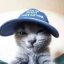 kro's kittens