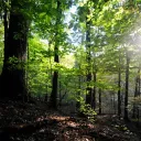 the woods