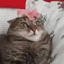 Polski Sklep