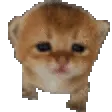 Roidie