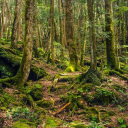 Wolves of The Wild Server Icon