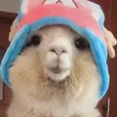 Danzzel & Avaiz Discord