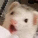 P O G Discord Server Icon