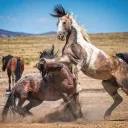 Home Free