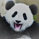 Pennsylvania Panda