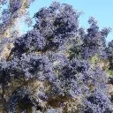 Interested in Smokethorn?