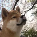 shibes, shibas, and shobers
