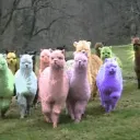 Drama Llama Heaven