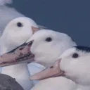 oh fuck there's a bird