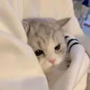 plscord | egirls & cats