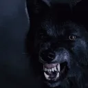 Running with Wolves [.PACK]
