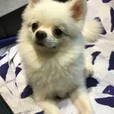 渣P伺服器
