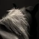 Horses of Esteria