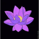 Indischer Lotus