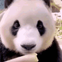 A Bamboo Forest