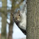 The Squirrel's Nest
