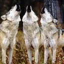UWolfes Pack