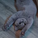 La mifa de Kitty (et Jawa)