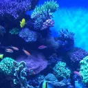 My Aquarium
