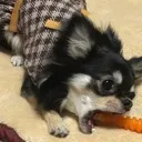 7鯖