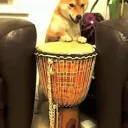 Doge Zone