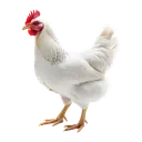 The Hen Hoose