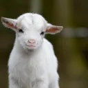 Colts Cocks
