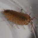 The Bug Burrow