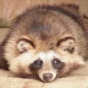 たぬ鯖