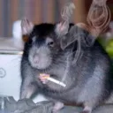 Rats