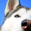 Husky Squad