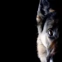 TheDogHouse