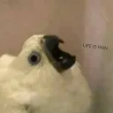 Aro
