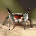 Ecdysozoan Escapades