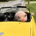 Sebastian Pigposting