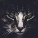 WarriorCats