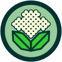 CAULI.IO