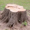 Stumps Small Server