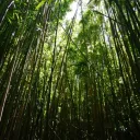 Bamboo Forest
