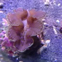 The Fi5h Bowl