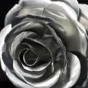 OrderOfTheRoses