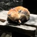 いなり動物園