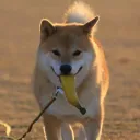 Shibe Nation