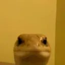 *＊✿❀Gecko's Kingdom❀✿＊*