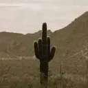 “cactus giving a middle finger land”
