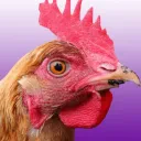 Chicken’s Corner