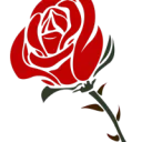 Roses🌹